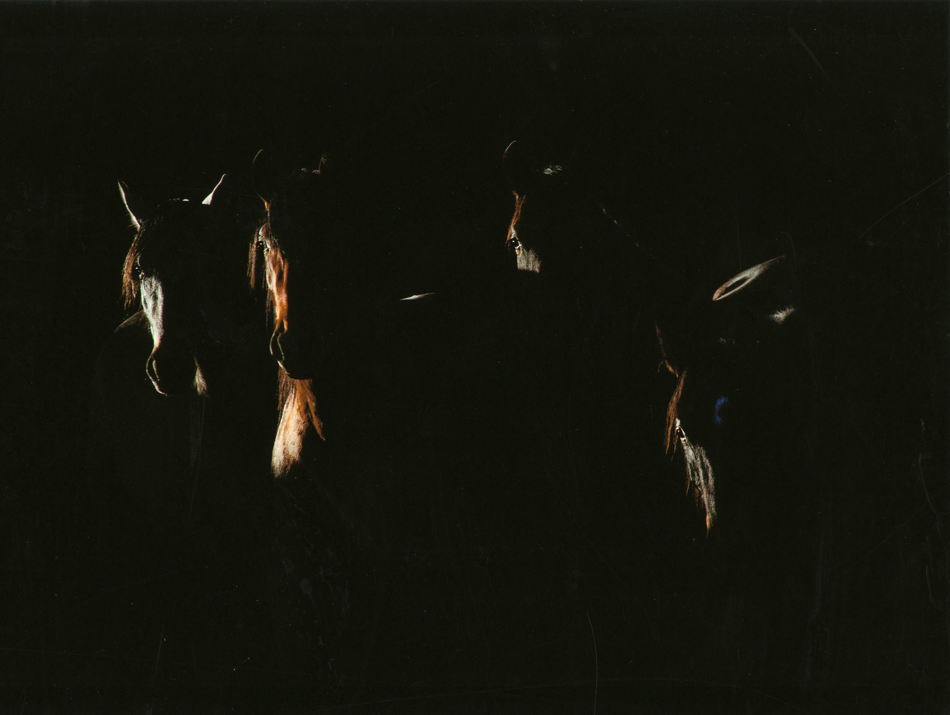 Tercer Premio_EQUS FERUS CABALLOS II_Sergio Camacho Sánchez