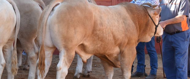 Subvenciones dirigidas a los adjudicatarios de reproductores selectos de ganado en subastas nacionales